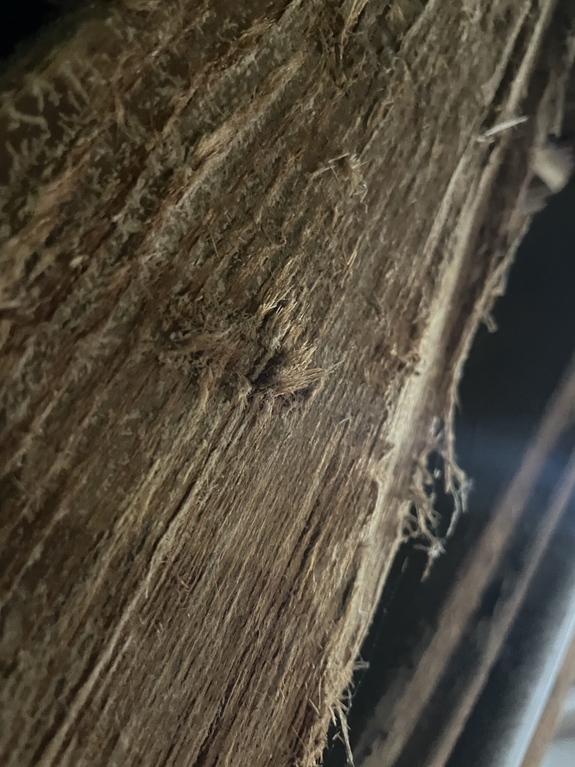 Schon mal was von Mazeration gehört? Groli Schädlingsbekämpfung