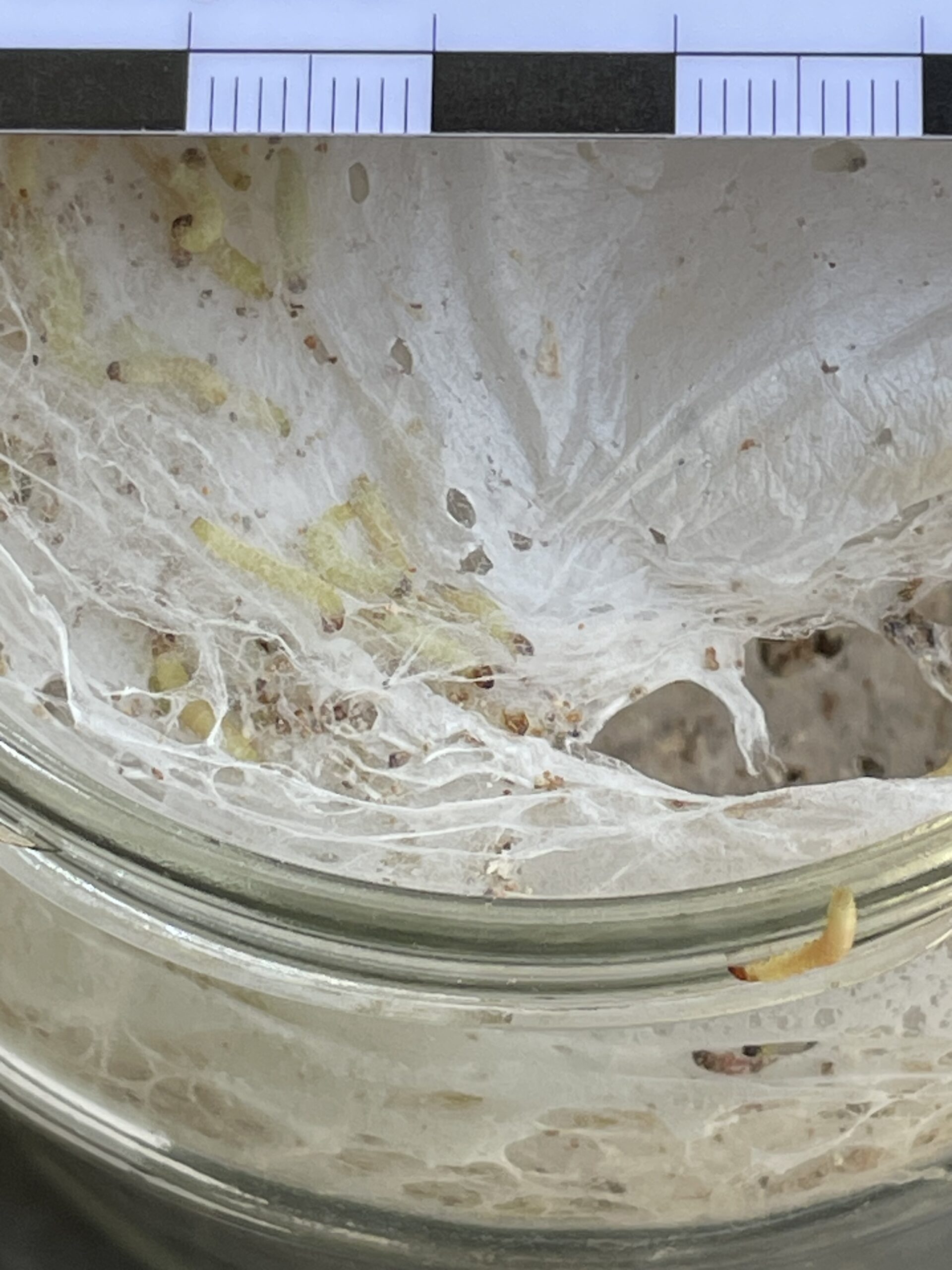 Larven der Dörrobstmotte mit Gespinsten